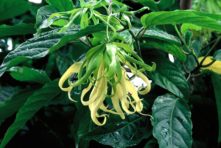 Ylang-ylang (photo)
