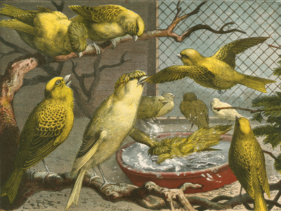 Canaries