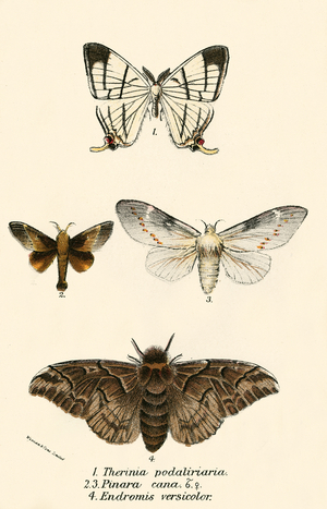 Butterflies