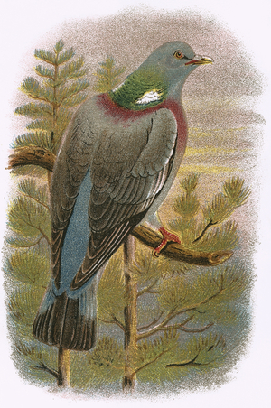 Wood Pigeon