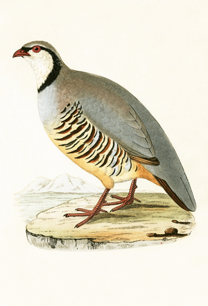 Greek Partridge, illustration from 'A History of the Birds of Europe Not Observed in the British Isles' by Charles Robert Bree (1811-86), published 1867 (colour litho)