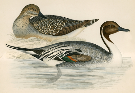 Pintail Duck