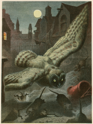 Owl hunting for rats