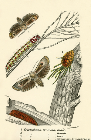 Butterflies