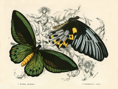 Butterflies