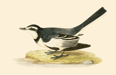 Sombre Wagtail, illustration from 'A History of the Birds of Europe Not Observed in the British Isles' by Charles Robert Bree (1811-86), published 1867 (colour litho)