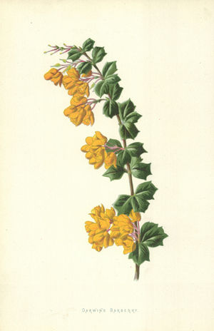 Darwin's Barberry