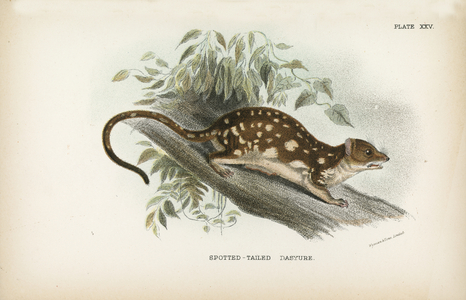 Spotted-Tailed Dasyure