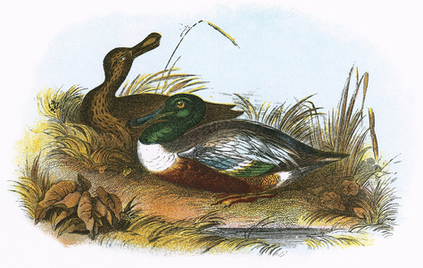 Shoveler