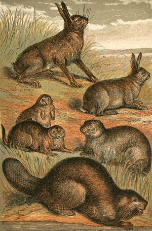 Hare, Praire Dogs, Rabbit, Marmot and Beaver