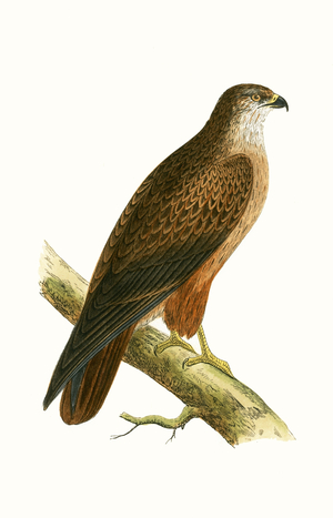 African Buzzard, illustration from 'A History of the Birds of Europe Not Observed in the British Isles' by Charles Robert Bree (1811-86), published 1867 (colour litho)