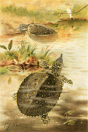Soft river tortoises
