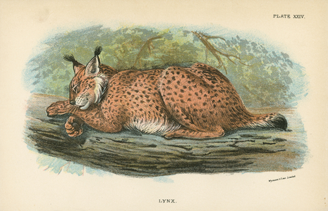 Lynx