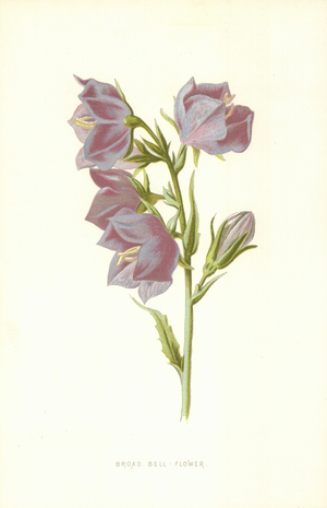 Broad Bell Flower