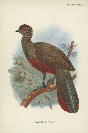 Wagler's Guan