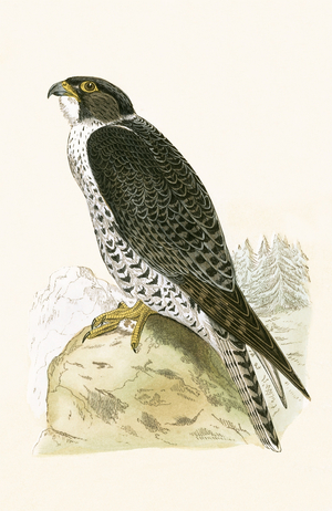 Norwegian Jer-Falcon, illustration from 'A History of the Birds of Europe Not Observed in the British Isles' by Charles Robert Bree (1811-86), published 1867 (colour litho)