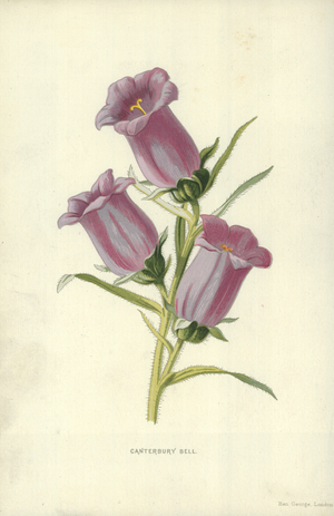 Canterbury Bell