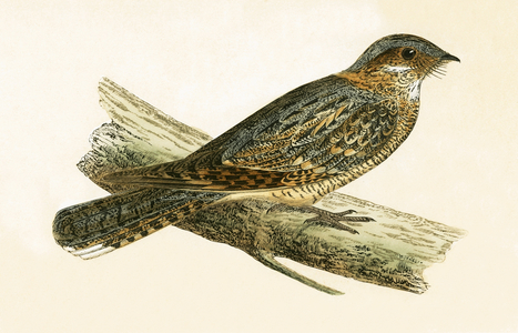 Russet Necked Nightjar, illustration from 'A History of the Birds of Europe Not Observed in the British Isles' by Charles Robert Bree (1811-86), published 1867 (colour litho)