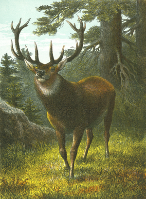The Wapiti
