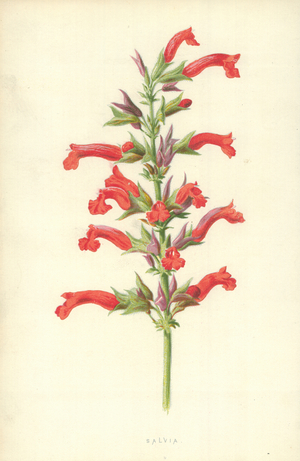 Salvia