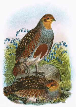 Common Partridge