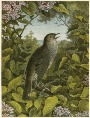 Nightingale