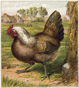 Hen