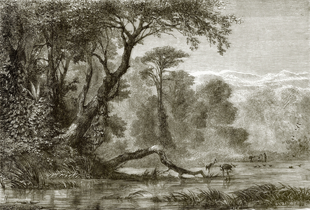 The river Phasis