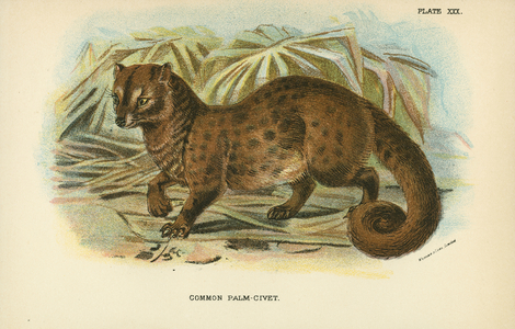 Common Palm-Civet