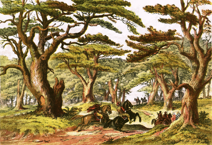 Cedars of Lebanon