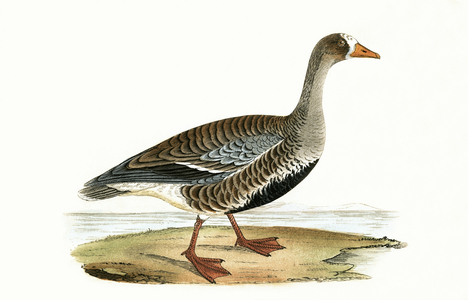 Little White Fronted Goose, illustration from 'A History of the Birds of Europe Not Observed in the British Isles' by Charles Robert Bree (1811-86), published 1867 (colour litho)
