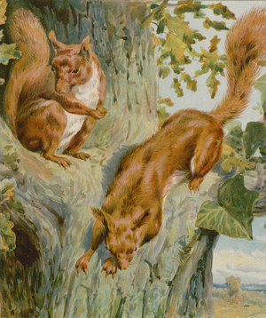 Squirrel's Home