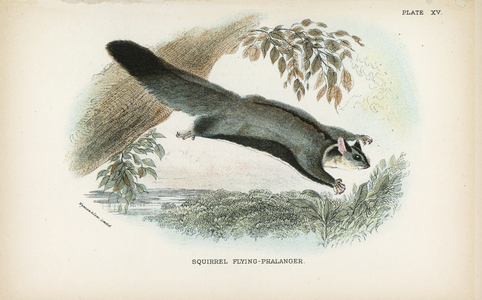 Squirrel Flying-Phalanger
