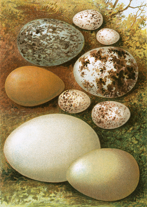 Eggs