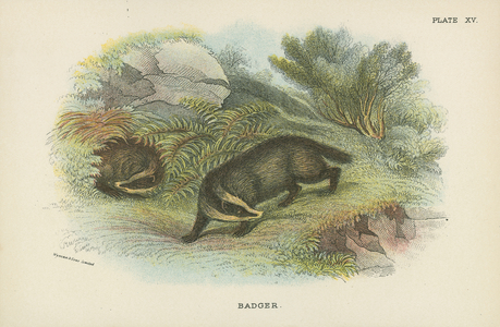 Badger