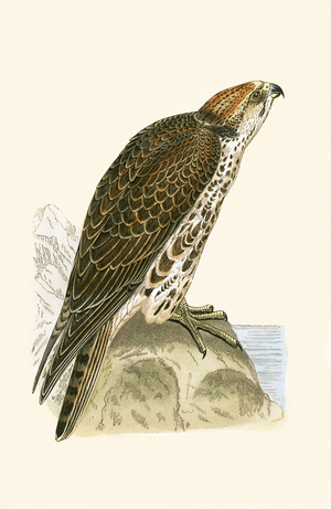 Saker Falcon, illustration from 'A History of the Birds of Europe Not Observed in the British Isles' by Charles Robert Bree (1811-86), published 1867 (colour litho)