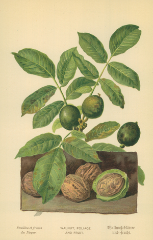 Walnut, Foliage and Fruit