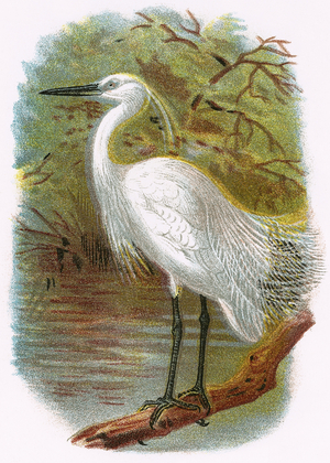 Little Egret