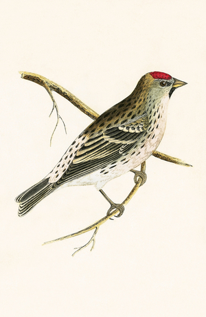 Holboll's Redpole, illustration from 'A History of the Birds of Europe Not Observed in the British Isles' by Charles Robert Bree (1811-86), published 1867 (colour litho)