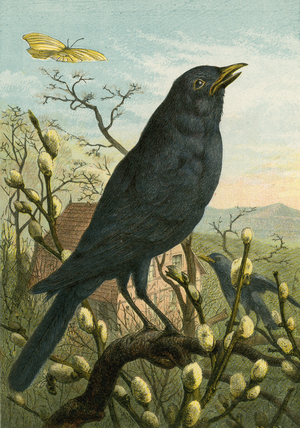 Black bird