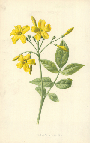 Yellow Jasmine