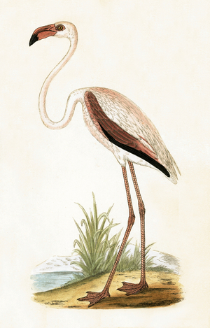 Rosy Flamingo, illustration from 'A History of the Birds of Europe Not Observed in the British Isles' by Charles Robert Bree (1811-86), published 1867 (colour litho)