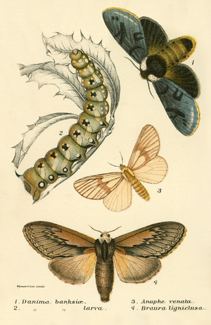 Butterflies