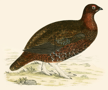 Red Grouse