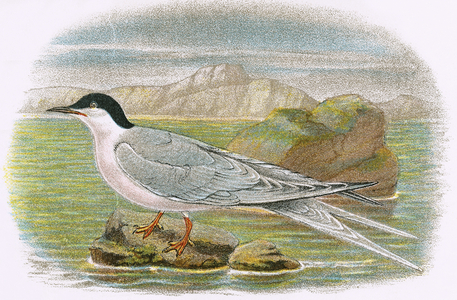 Roseate Tern