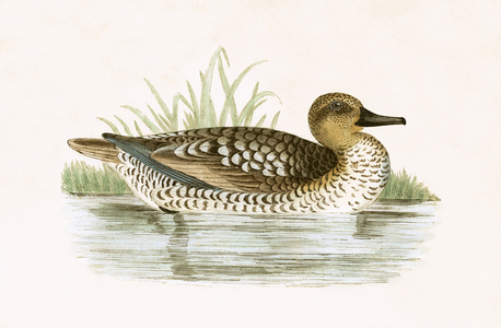 Marbled Duck, illustration from 'A History of the Birds of Europe Not Observed in the British Isles' by Charles Robert Bree (1811-86), published 1867 (colour litho)