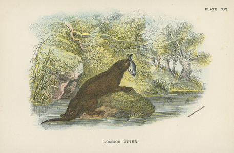 Common Otter