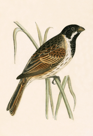 Marsh Bunting, illustration from 'A History of the Birds of Europe Not Observed in the British Isles' by Charles Robert Bree (1811-86), published 1867 (colour litho)