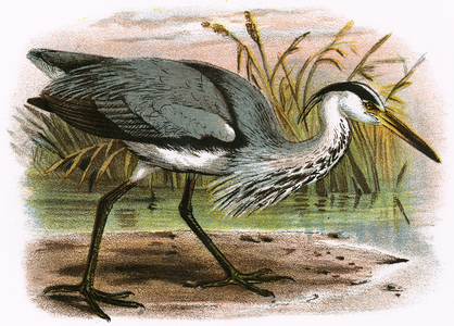 Common Heron
