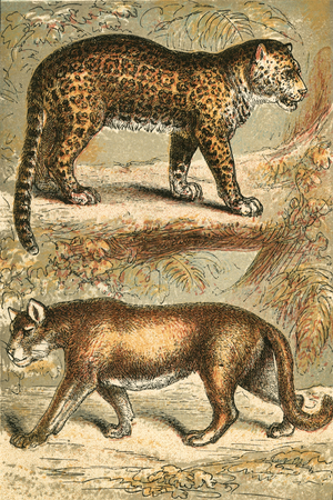 Jaguar and Puma